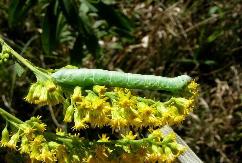 ID larva - Cfr. Ascotis selenaria